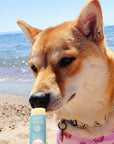 Snout Screen