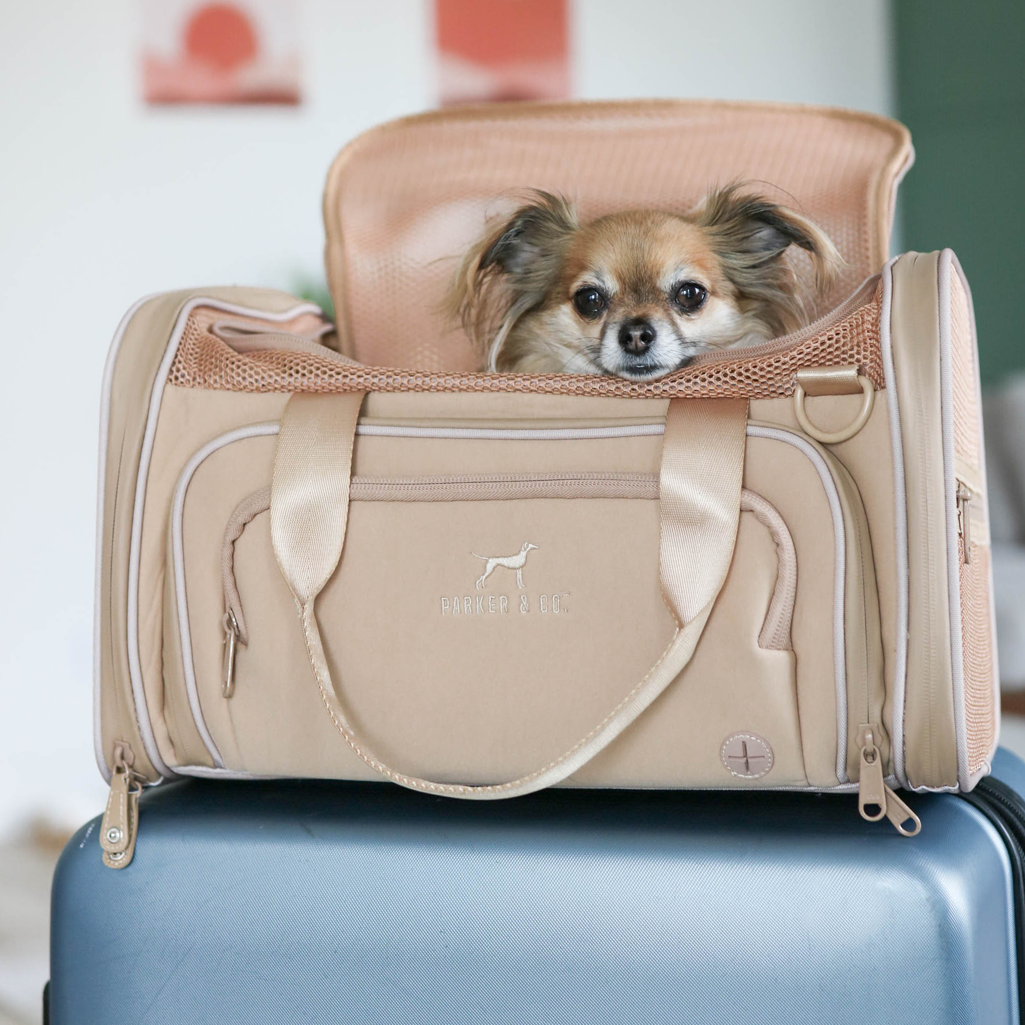 Bark Dogs And Planes Bark Airlines For Dogs The 10 Best Airline
