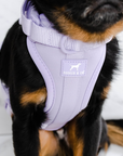 Solace Adjustable Dog Harness