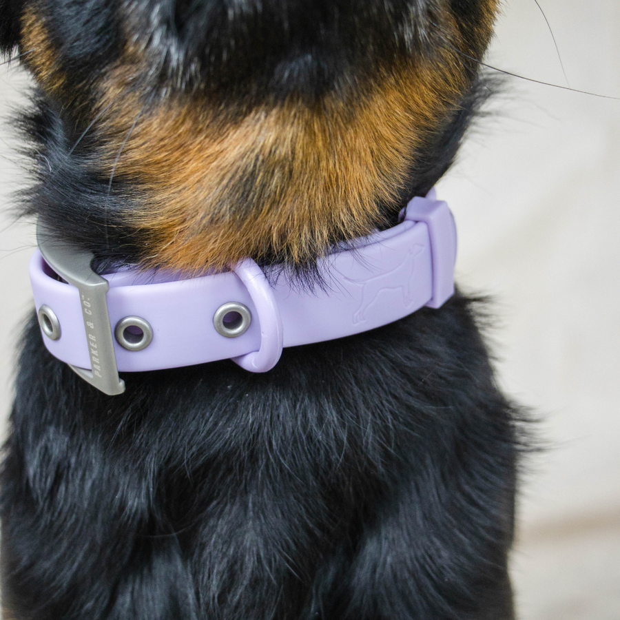 Solace Waterproof Dog Collar