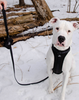 Solace Adjustable Dog Harness