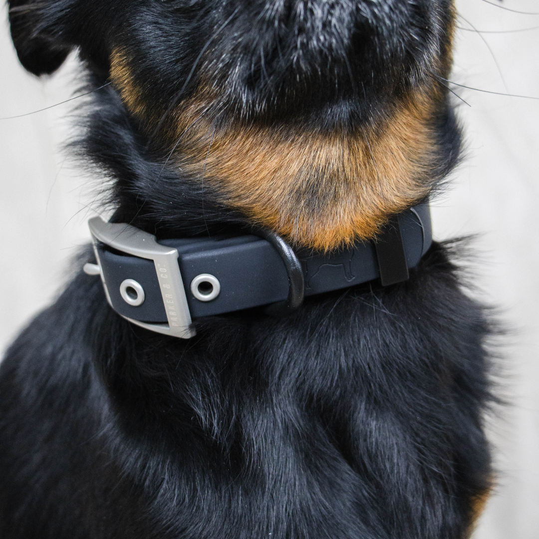 Dog collar for clearance black dog