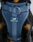 Solace Adjustable Dog Harness