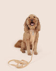 Solace Adjustable Dog Harness