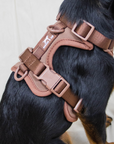 Solace Adjustable Dog Harness