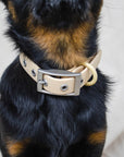 QA Sale - Solace Waterproof Dog Collar