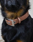 Solace Waterproof Dog Collar