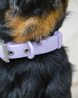 Solace Waterproof Dog Collar