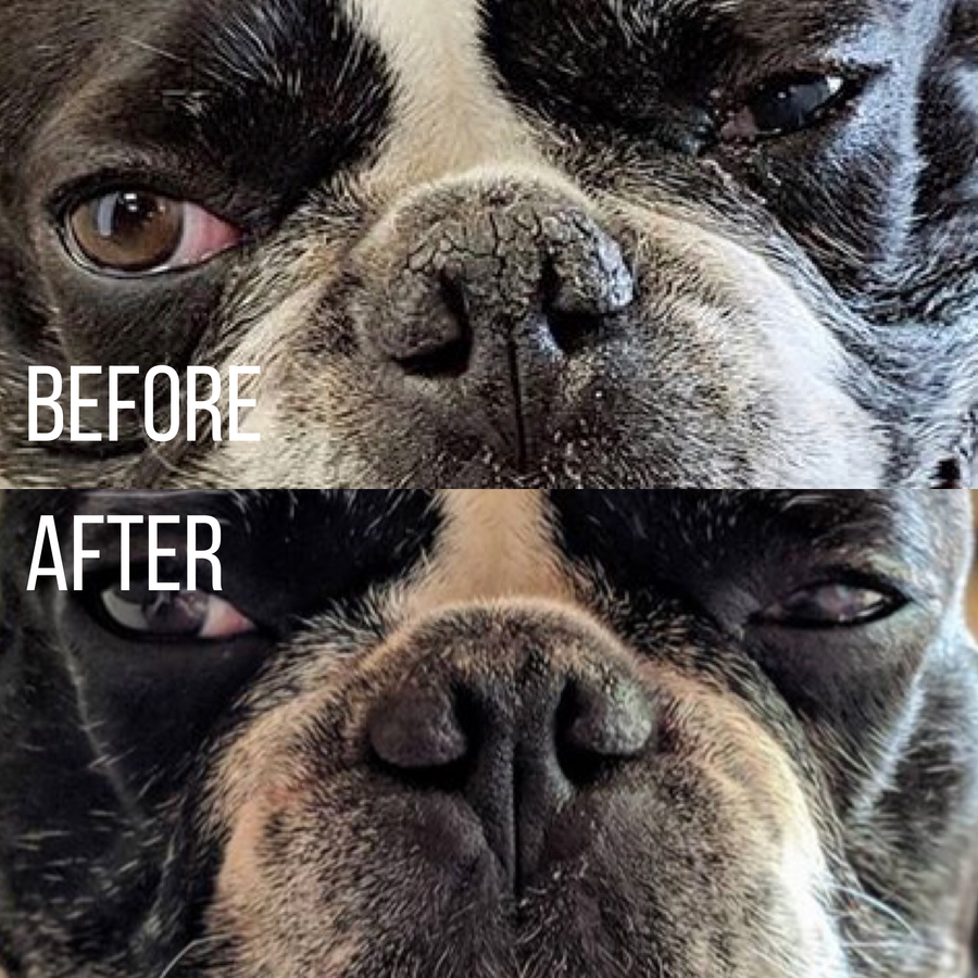 Snout cream online for french bulldog