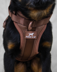 Solace Adjustable Dog Harness